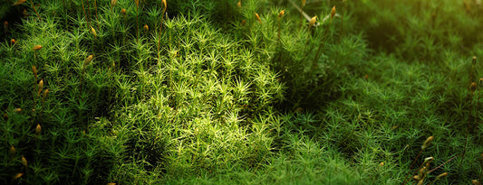 When to water moss