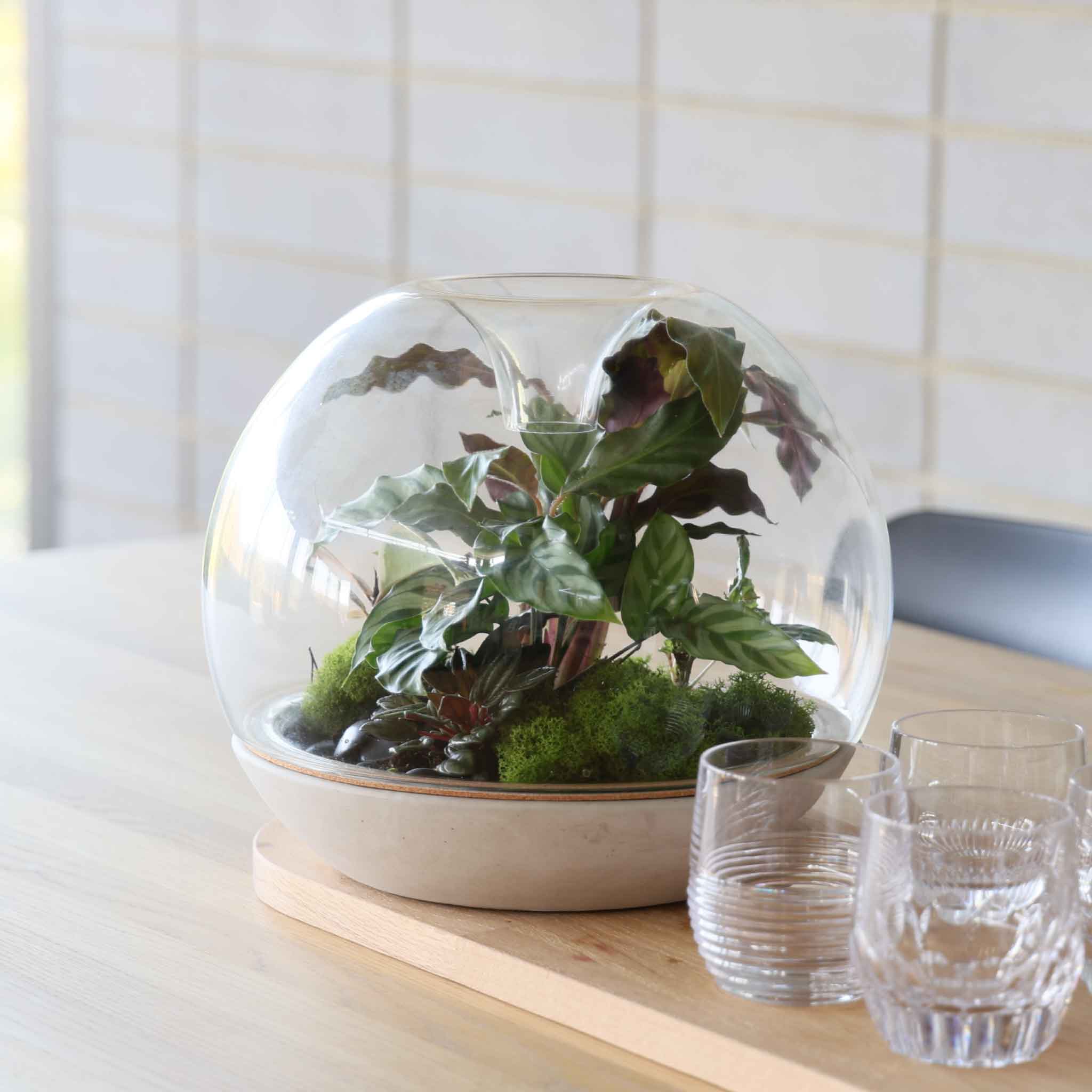 Biodome (largest size) – Botanica