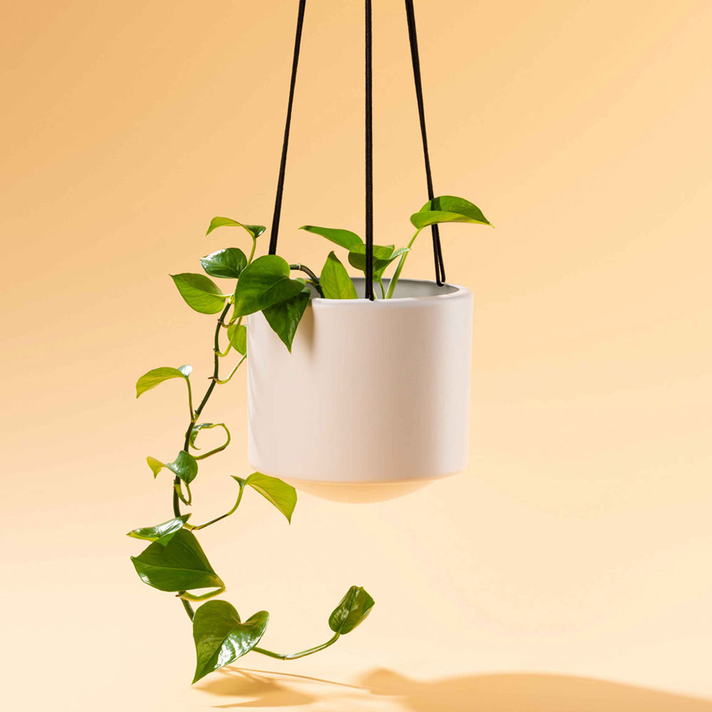 Botanica Boutique