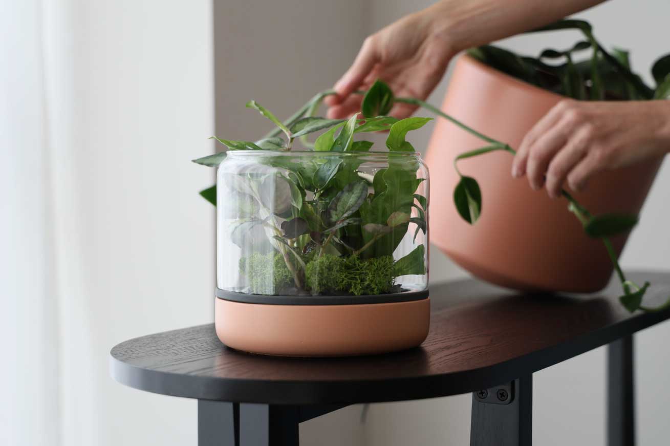 Botanica Boutique 容器のみ　コケニウム　テラリウム Botanica Boutique