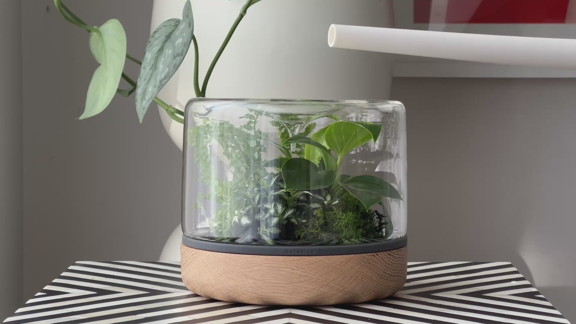 Botanica Boutique 容器のみ　コケニウム　テラリウム Botanica Boutique - Rainforest