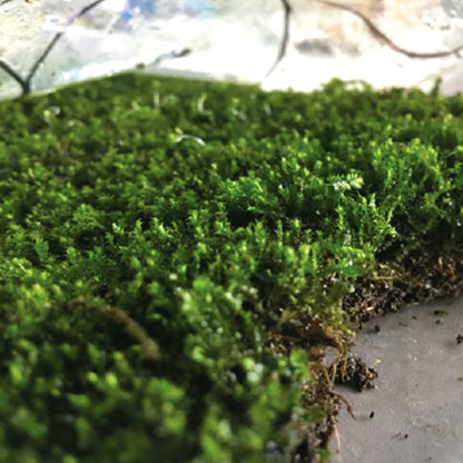 Small Moss